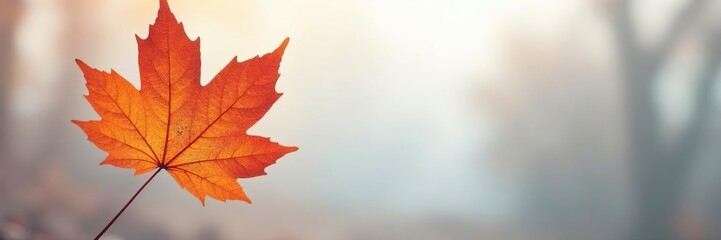 Obraz premium A single maple leaf against a soft, white, foggy background, atmospheric effect, photograph, seasonal