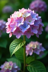 Fototapeta premium Delicate Hydrangea macrophylla blooms in partial shade, garden, floral