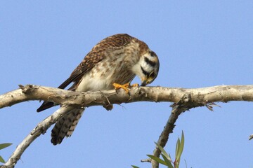 falco perched in the branch