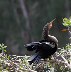 black crowned crane