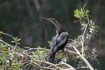 anhinga in the forest