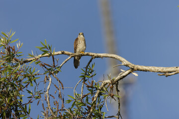 a falco perched on branch © yanko