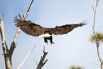 bald eagle in fly