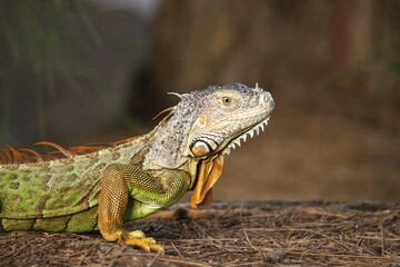a iguana in te forest