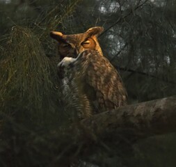 owl perched in the branch © yanko