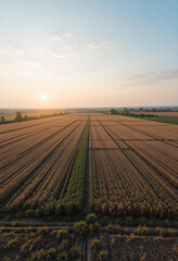 Drone view of crops 
