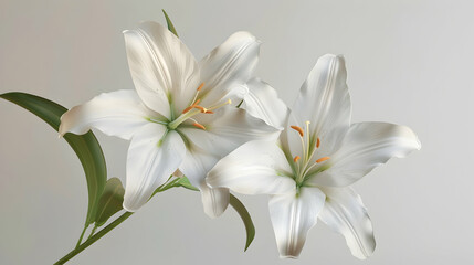 Fototapeta premium Two elegant white lilies in full bloom against a soft, neutral background, symbolizing purity and beauty