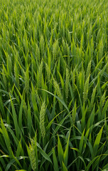 Rice field close up 