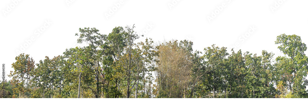 Aufkleber Green Trees on transparent background. are Forest and foliage in summer for both printing and web pages with cut path and alpha channel
