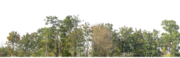 Green Trees on transparent background. are Forest and foliage in summer for both printing and web pages with cut path and alpha channel