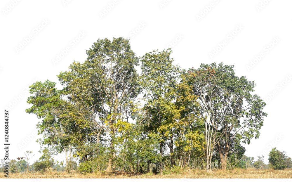Aufkleber Green Trees on transparent background. are Forest and foliage in summer for both printing and web pages with cut path and alpha channel