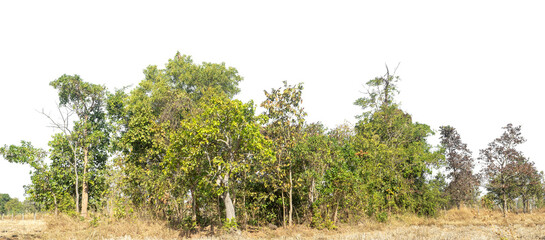 Green Trees on transparent background. are Forest and foliage in summer for both printing and web pages with cut path and alpha channel