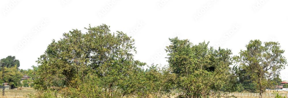 Aufkleber Green Trees on transparent background. are Forest and foliage in summer for both printing and web pages with cut path and alpha channel
