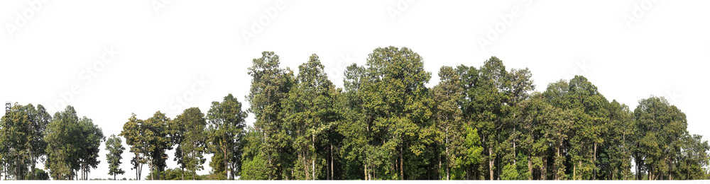 Fototapete Green Trees on transparent background. are Forest and foliage in summer for both printing and web pages with cut path and alpha channel