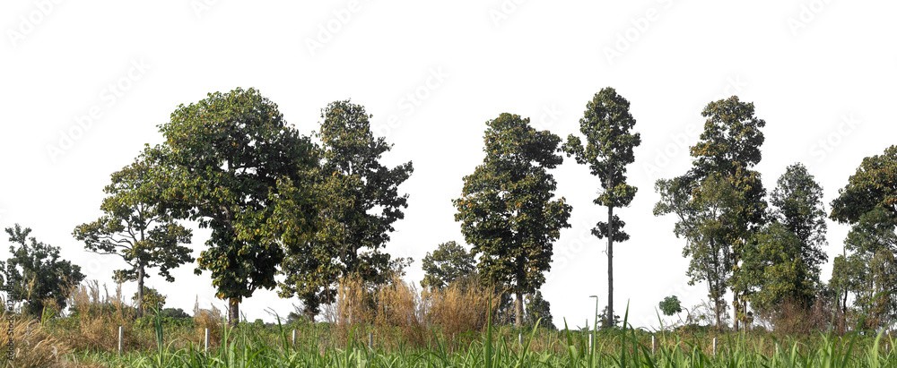 Poster Green Trees on transparent background. are Forest and foliage in summer for both printing and web pages with cut path and alpha channel