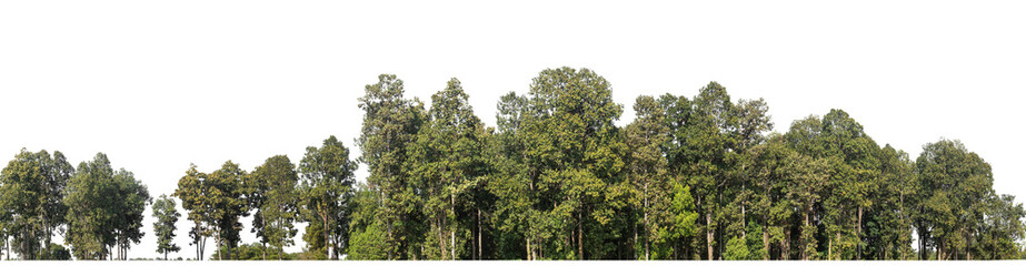 Green Trees on transparent background. are Forest and foliage in summer for both printing and web pages with cut path and alpha channel