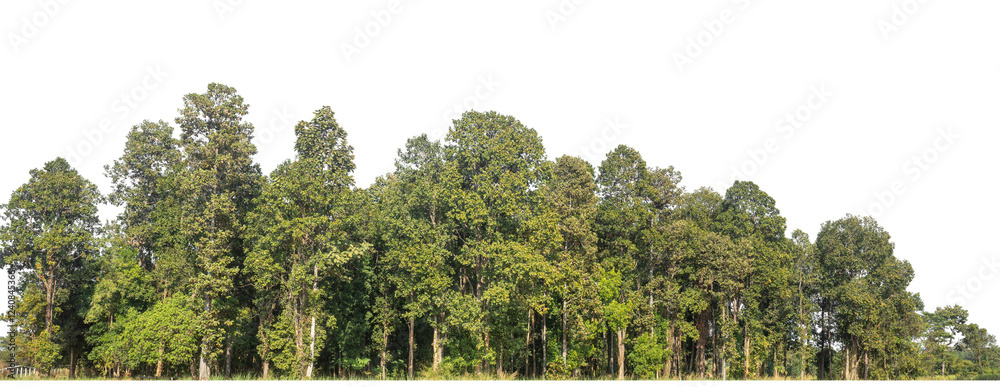 Aufkleber Green Trees on transparent background. are Forest and foliage in summer for both printing and web pages with cut path and alpha channel