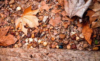 Autumn leaves fallen on the ground