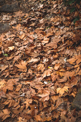 autumn leaves on the ground