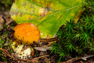 Delicious and Safe: A Guide to Edible Mushrooms