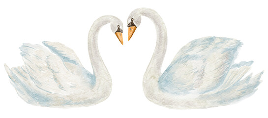Watercolor Illustration of Swan on the White Background. © vectorgirl