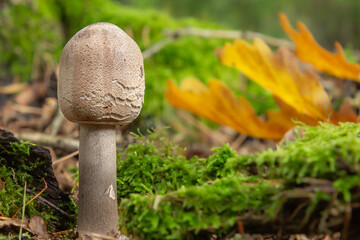 A Guide to Non-Edible and Poisonous Mushrooms