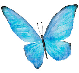 Watercolor Illustration of Butterfly on the White Background.