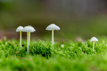 A Guide to Non-Edible and Poisonous Mushrooms