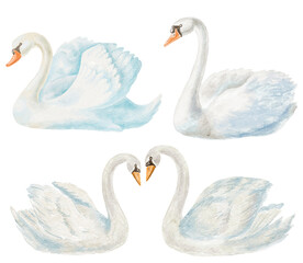 Watercolor Illustration of Swan on the White Background.
