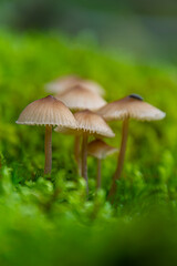 A Guide to Non-Edible and Poisonous Mushrooms