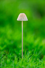 A Guide to Non-Edible and Poisonous Mushrooms