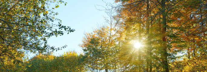 Autumn forest with bright sun shining through the trees.