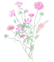 Watercolor Illustration of Bouquet on the White Background. Wild Flowers