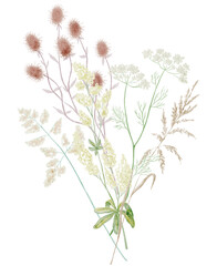 Watercolor Illustration of Bouquet on the White Background. Wild Flowers