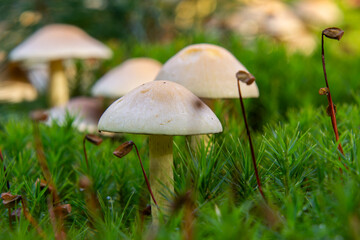 A Guide to Non-Edible and Poisonous Mushrooms