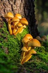 Golden Mushrooms Growing on Tree