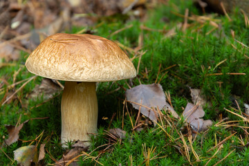 Delicious and Safe: A Guide to Edible Mushrooms