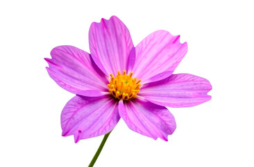 Fototapeta premium Purple flowers isolated on a white background. Perfect for wedding invitations, creating brand names or wall paintings.