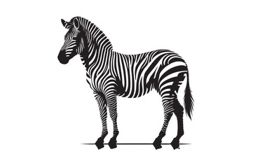 zebra vector illustration