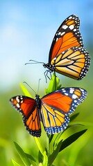 Naklejka premium Two Monarch Butterflies on Green Plant, Stunning Nature Photography