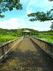 夏の21世紀の森と広場の木橋と東屋と池風景