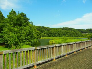 夏の21世紀の森と広場の木橋から見る池と森風景