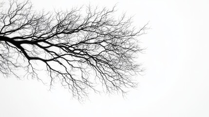 Dark Tree Branch Silhouette Against White Background for Minimal Design