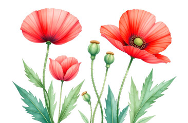 Obraz premium Watercolor illustration of a poppy flower isolated on a white background. Botanical illustration of a red poppy for packaging design, postcards.