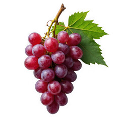 Fototapeta premium Fresh Red Grape Bunch with Water Drops, Isolated PNG Clipart for Food Advertising, Menu Design and Packaging