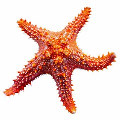 Vibrant orange starfish on white background.