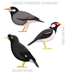 Fototapeta premium Bird Javan Myna Starling Asia Set Cartoon Vector