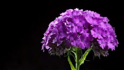 close up of Verbena flower, black background, copy space
