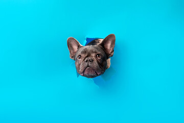 Playful French Bulldog Peeking Through Torn Blue Paper