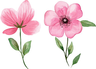 pink flower isolated